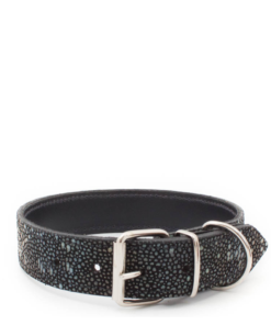 Dog Collar- Ray Freak